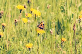 Butterfly on a summer meadow in the sunshine