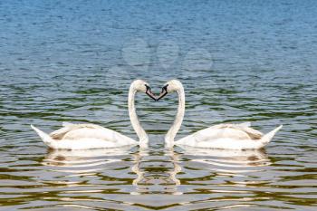 Beautiful white swans in heart shape on lake. Love bird and Valentine's day concept