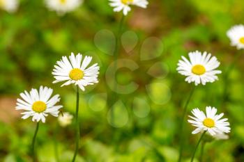 Field with fresh chamomile in green grass. Shallow DOF.