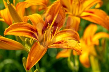 Close-up of orange day-lily flowers in a summer garden