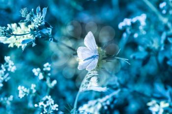 Wild meadow grass and butterfly in summer in nature macro. Blue toned image.
