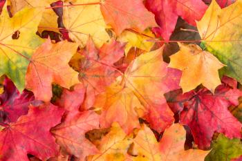 Background of colored autumnal maple leaves 