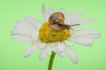 Little snail sits on a large chamomile, close-up view