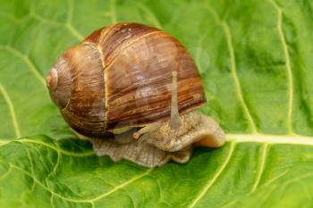 Grape snail crawling on the green leaf