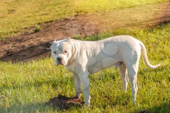 Dangerous dog or vicious dog, white pitbull on the green grass