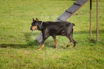 Doberman Pinscher in the dog agility area with a barrier 