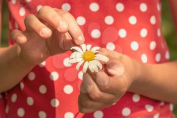 Close up of a child hands pulling petals off a daisy