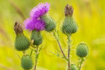 Scottish Thistle Flower in Bloom in the summer field