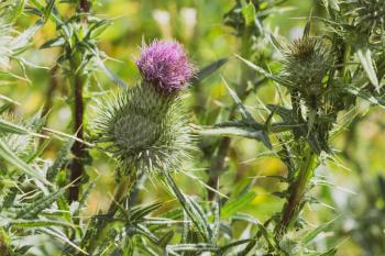 Scottish Thistle, the national flower of Scotland