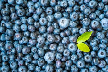 Topview of organic Vaccinium Berries, fruity blue background