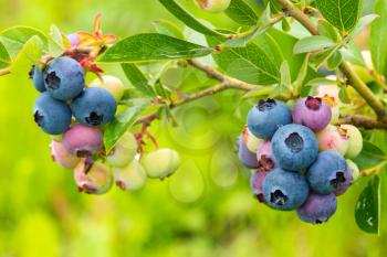 Close up view of branch with ripen blueberries
