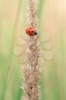 Red spotted ladybird sitting on the dry plant