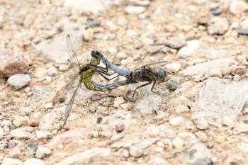 Dragonflies on the ground doing mating