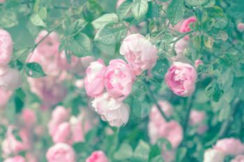 Flowering pink roses in the summer garden, vintage, pastel colors