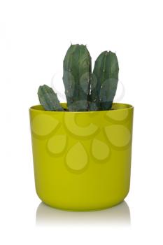 Cactus in green pot on white background