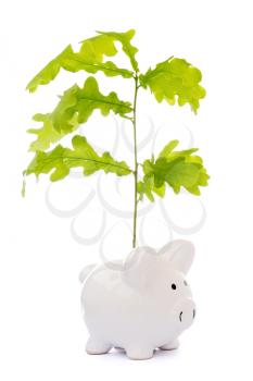 Financial Growth concept. Oak branch growing from piggy-bank, isolated on white background