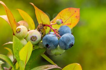 Bush of a bilberry begin to ripen . Bush berries in the ecological garden