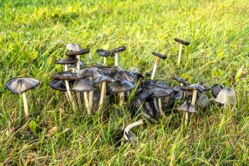 Group of common ink cap (Coprinopsis atramentaria) mushrooms growing in a meadow