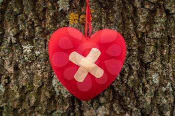 Wounded heart with bandage hanging on the tree bark
