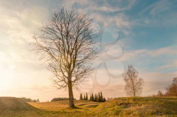 Single bare tree in the park on the sunrise