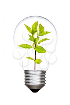 Conceptual image: sustainable energy- Light bulb with green twig inside on white background