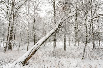 Fallen tree in the snow in the forest. Broken down tree on the severity of fallen snow