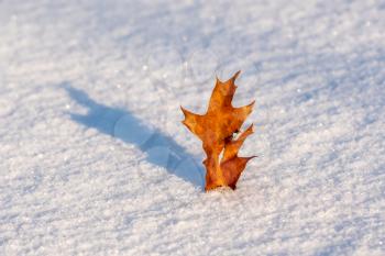 Red maple leaf on a white snow in winter season. Autumn maple leaf in the snowy day for background.