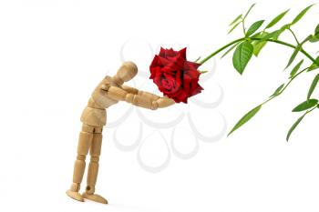 Dummy holding red rose isolated on white background. Gardener taking care of plants.