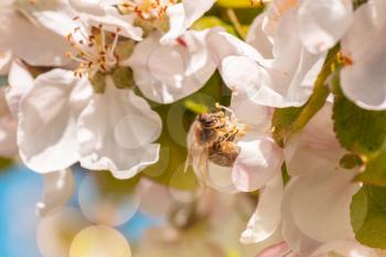 Insect bee collects nectar in an apple blossom. Branch of a flowering apple tree with green leaves close-up in spring on a sunny.