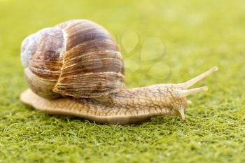 Snail move slowly on artificial grass.
