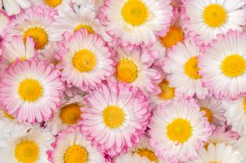 Natural background with blossoming daisies (bellis perennis). Amazing daisies, Bellis perennis flower heads 