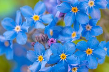 Closeup view of Myosotis sylvatica, little blue flowers on a blurred background. Spring blue forget-me-nots flowers.