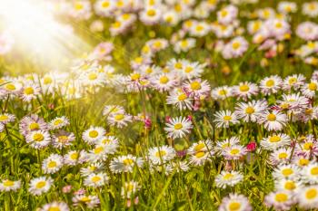 Beautiful meadow in springtime full of flowering daisies (bellis-perennis) with white yellow blossom and green grass 