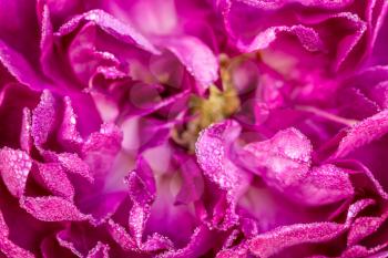 Macro of purple dogrose flower with water droplets, morning dew