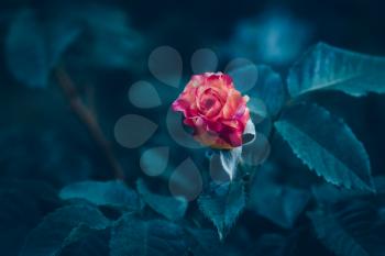 Beautiful rose flower with blur background in blue filter color