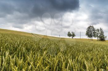 Agricultural field of wheat or rye just before rain, heavy thunderstorm and hailstorm
