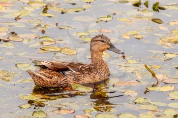 Wild duck swimming alone in the wild pond
