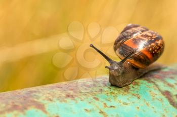 Snail on the rusty metal pole with nature background