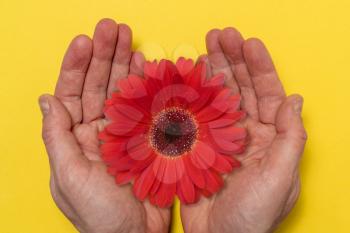Red gerbera flower in  hands. Red gerbera on a yellow background. Hands close-up. Save the planet concept.