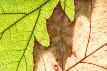 Background photo of dried leaves to show its beautiful leaf vein line. 