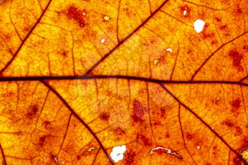 Red leaf texture, close-up. Abstract nature background.
