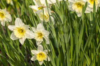 The first spring white flowers of daffodils on a flower bed in the city park