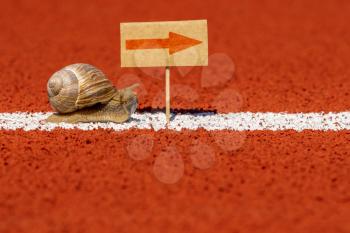 Snail looking at sign with red arrow. Saying this way, that way, the other way concept for lost, confusion or decisions.