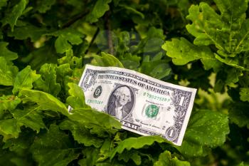 One dollar bill on the tree. Money Does Grow on Trees - conceptual image.