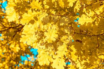 Yellow oak leaves on a tree during autumn season