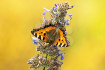 Closeup of a fresh small tortoiseshell butterfly, Aglais urticae , with open wings on blue flowers 
