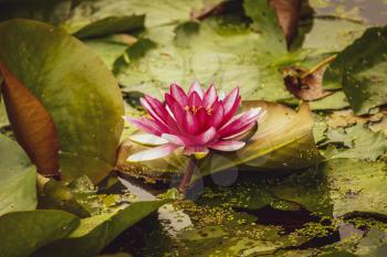 Beautiful pink and red water lily or lotus in the wild pond