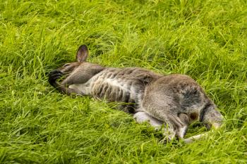 Kangaroo relaxing lying on the grass in the sun