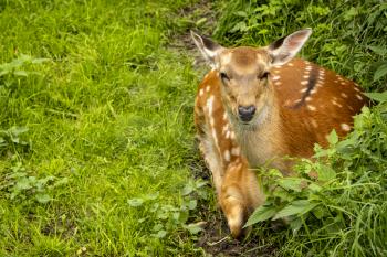 Wild deer Sika lying on the green grassland
