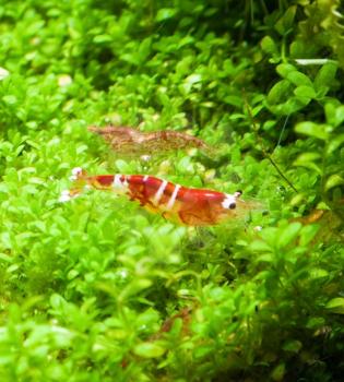 Freshwater Crystal Red shrimp